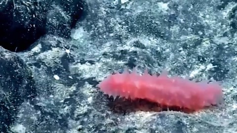 再战江湖（粤语版）